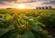 Argentina perdió 3 millones de hectáreas de soja mientras Brasil creció 48% y amplió la brecha productiva Cultivo de soja con vainas desarrolladas en un lote agrícola al atardecer, con silos al fondo, representando la producción y el potencial del cultivo en Argentina