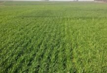 El agro cambia la estrategia: medir hasta 60 cm de suelo y ajustar fertilización define la campaña fina Lote de trigo en desarrollo con cobertura uniforme en campo agrícola, evaluación de cultivo y manejo de suelo para la campaña fina en Argentina.