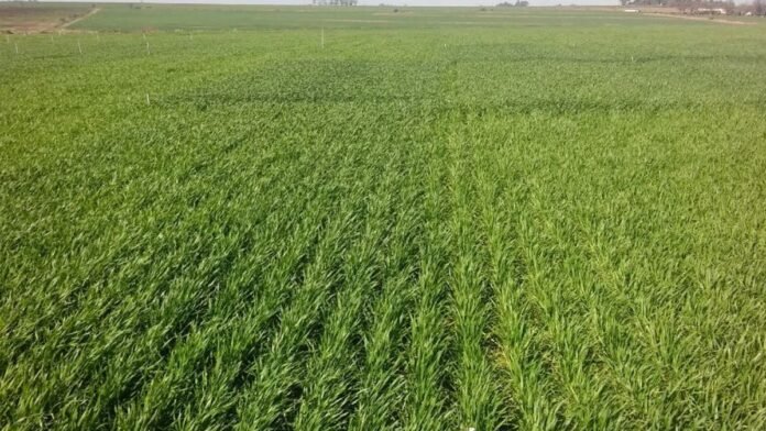 Lote de trigo en desarrollo con cobertura uniforme en campo agrícola, evaluación de cultivo y manejo de suelo para la campaña fina en Argentina.