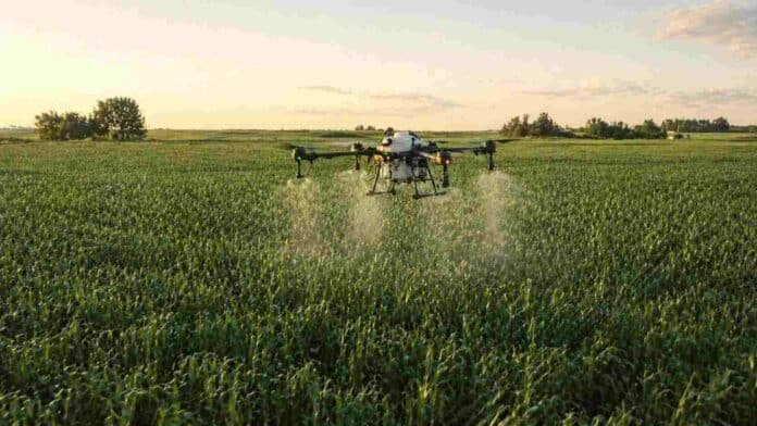 Dron agrícola aplicando insumos sobre cultivo de maíz en campo argentino con luz de atardecer