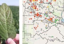 Enfermedades en soja amenazan hasta 30% del rinde: el 40% de los lotes sigue en período crítico Hoja de soja con síntomas de enfermedades de fin de ciclo en primer plano y mapa de riesgo sanitario con focos rojos en la región pampeana argentina