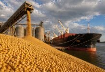 Golpe a la soja: Europa avanza con recortes hasta 2030 y el Cono Sur alerta por pérdidas millonarias Carga de soja en puerto argentino hacia buque exportador con silos y grúas, reflejando el impacto comercial de las medidas europeas