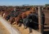 Feedlots con 2,1 millones de cabezas y ocupación récord: actividad intensa pero márgenes al límite Corral de engorde con novillos alimentándose en sistema de feedlot en Argentina