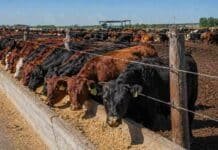 Feedlots con 2,1 millones de cabezas y ocupación récord: actividad intensa pero márgenes al límite Corral de engorde con novillos alimentándose en sistema de feedlot en Argentina