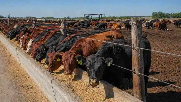 Corral de engorde con novillos alimentándose en sistema de feedlot en Argentina