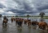 Se flexibiliza la vacunación por inundaciones: 5 provincias ganaderas podrán mover hacienda sin el requisito previo Rodeo bovino siendo trasladado en campo inundado bajo cielo de tormenta en Argentina