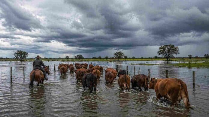 Rodeo bovino siendo trasladado en campo inundado bajo cielo de tormenta en Argentina