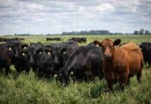 Naredo INviTA 2026 pone el foco en el 60% ganadero del sudoeste y busca mejorar la eficiencia productiva Rodeo bovino pastando en un campo argentino con pasturas naturales, representando la producción ganadera del sudoeste bonaerense