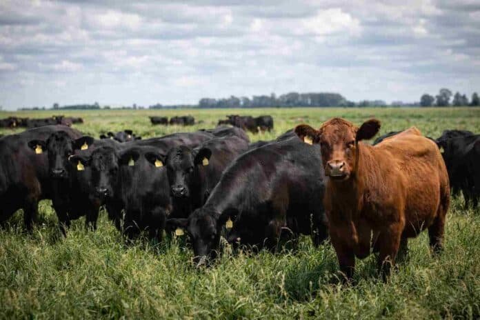 Rodeo bovino pastando en un campo argentino con pasturas naturales, representando la producción ganadera del sudoeste bonaerense