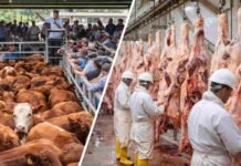 Ganadería y economía: récord en ROSGAN, menos envíos a faena y salarios que pierden contra la inflación Escena dividida con remate de hacienda en un mercado ganadero y faena en frigorífico, reflejando el contraste entre el récord de ventas y la caída en los envíos a faena en Argentina.