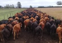 La carne argentina gana hasta 25% de competitividad: el acuerdo con Europa dispara la rentabilidad ganadera Tropa de novillos avanzando por camino rural en campo argentino, producción ganadera y movimiento de hacienda