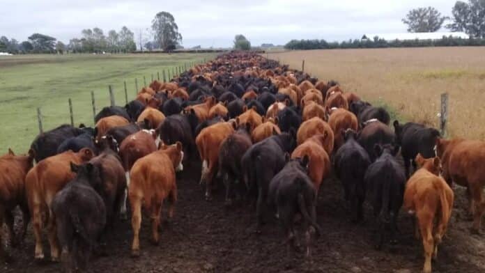 Tropa de novillos avanzando por camino rural en campo argentino, producción ganadera y movimiento de hacienda