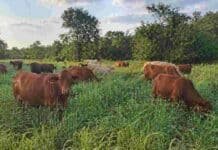 INTA identificó los mejores pastos para ganadería en el Chaco Semiárido: rinden hasta 11.500 kg por hectárea Ganado bovino pastoreando en campo con vegetación del monte chaqueño en Argentina
