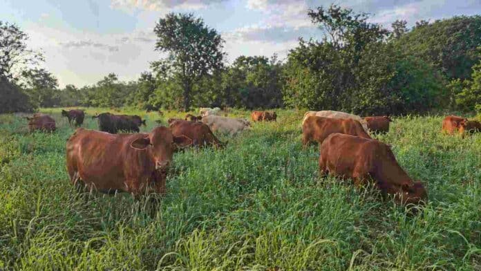 Ganado bovino pastoreando en campo con vegetación del monte chaqueño en Argentina