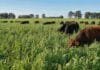 INTA presentó Bonaerense MDA Lola, una nueva avena versátil para pastoreo, reserva y cosecha de grano Ganado bovino pastoreando verdeo de avena en invierno en campo agrícola argentino