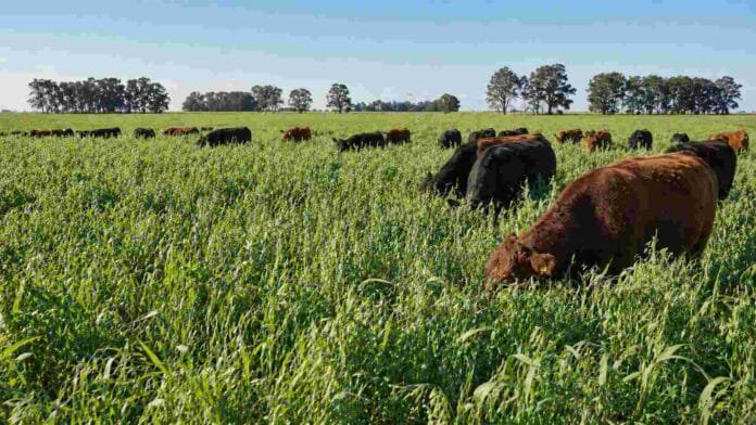Ganado bovino pastoreando verdeo de avena en invierno en campo agrícola argentino