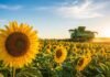 El girasol se dispara: +28,6% de producción y un boom de siembra que cambia el mapa agrícola Campo de girasol con cosechadora trabajando al amanecer en la región agrícola argentina