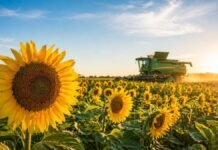 El girasol se dispara: +28,6% de producción y un boom de siembra que cambia el mapa agrícola Campo de girasol con cosechadora trabajando al amanecer en la región agrícola argentina