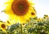 Se expande el girasol con más de 2,6 M ha y ya ocupa el 20% en nuevas zonas productivas Cultivo de girasol en campo argentino con plantas en floración y expansión del cultivo en nuevas zonas productivas