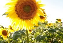 Se expande el girasol con más de 2,6 M ha y ya ocupa el 20% en nuevas zonas productivas Cultivo de girasol en campo argentino con plantas en floración y expansión del cultivo en nuevas zonas productivas