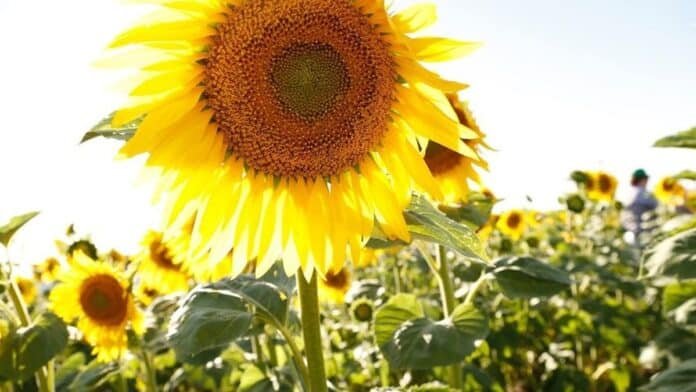 Cultivo de girasol en campo argentino con plantas en floración y expansión del cultivo en nuevas zonas productivas