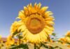 NK Semillas presentó sus híbridos de girasol en el Congreso Asagir 2026: más rendimiento y sanidad para la nueva campaña Primer plano de girasol en floración con fondo de cultivo bajo cielo despejado en Argentina