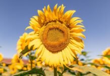 NK Semillas presentó sus híbridos de girasol en el Congreso Asagir 2026: más rendimiento y sanidad para la nueva campaña Primer plano de girasol en floración con fondo de cultivo bajo cielo despejado en Argentina