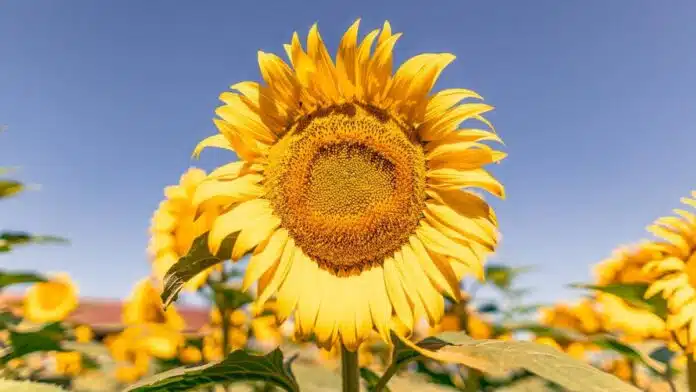 Primer plano de girasol en floración con fondo de cultivo bajo cielo despejado en Argentina