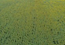 Fuerte suba del girasol: 2,8 M ha y 6,5 Mt impulsan márgenes, pero el mercado global ajusta stocks Vista aérea de un lote de girasol en Argentina mostrando la expansión del cultivo en grandes superficies agrícolas