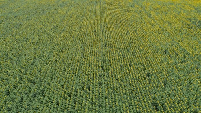 Vista aérea de un lote de girasol en Argentina mostrando la expansión del cultivo en grandes superficies agrícolas