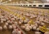 SENASA reafirmó su rol sanitario en Entre Ríos, la provincia que produce el 57% del pollo argentino Galpón de producción avícola con pollos en sistema intensivo dentro de granja en Argentina