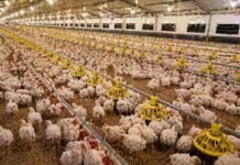 SENASA reafirmó su rol sanitario en Entre Ríos, la provincia que produce el 57% del pollo argentino Galpón de producción avícola con pollos en sistema intensivo dentro de granja en Argentina