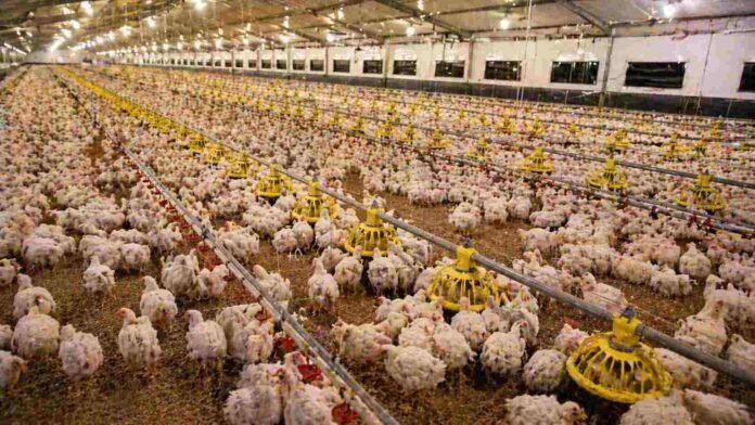 Galpón de producción avícola con pollos en sistema intensivo dentro de granja en Argentina