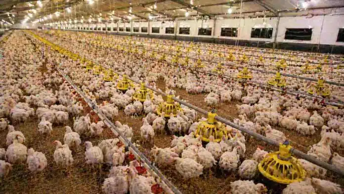 Galpón de producción avícola con pollos en sistema intensivo dentro de granja en Argentina