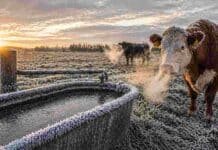 Viento, heladas y frío golpean el campo entre el martes y el jueves Bovinos Hereford en un campo con heladas en Argentina, con escarcha visible en el suelo y vapor de respiración en el aire frío, junto a un bebedero congelado, reflejando el impacto del frío en la producción ganadera.