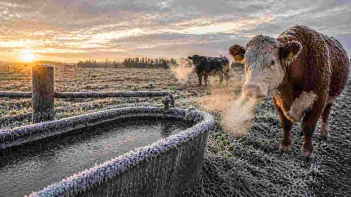 Bovinos Hereford en un campo con heladas en Argentina, con escarcha visible en el suelo y vapor de respiración en el aire frío, junto a un bebedero congelado, reflejando el impacto del frío en la producción ganadera.