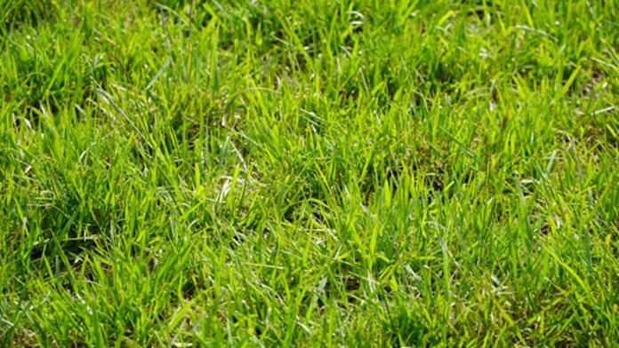 humedad-suelo-cobertura-vegetal-agua-campana-fina-ruralnet