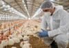 Argentina recuperó el estatus de país libre de influenza aviar y reactiva exportaciones avícolas Técnico realizando inspección sanitaria en granja avícola con pollos en galpón de producción intensiva