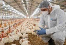 Argentina recuperó el estatus de país libre de influenza aviar y reactiva exportaciones avícolas Técnico realizando inspección sanitaria en granja avícola con pollos en galpón de producción intensiva