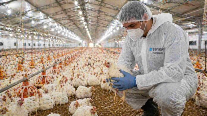 Técnico realizando inspección sanitaria en granja avícola con pollos en galpón de producción intensiva