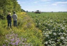 El INTA impulsa 6 sitios de conservación y busca mejorar hasta 4 servicios ecosistémicos en el campo Área de conservación con vegetación natural integrada a un lote agrícola en Argentina, mostrando biodiversidad y servicios ecosistémicos en el campo