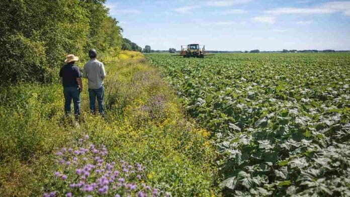 Área de conservación con vegetación natural integrada a un lote agrícola en Argentina, mostrando biodiversidad y servicios ecosistémicos en el campo