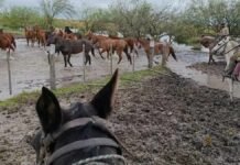 Inundaciones en Santa Fe: declaran la emergencia y activan créditos por $17.960 millones para el agro Productores trasladando hacienda a caballo en campo inundado del norte de Santa Fe con barro y agua acumulada