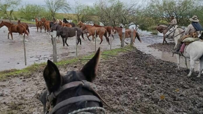 Productores trasladando hacienda a caballo en campo inundado del norte de Santa Fe con barro y agua acumulada