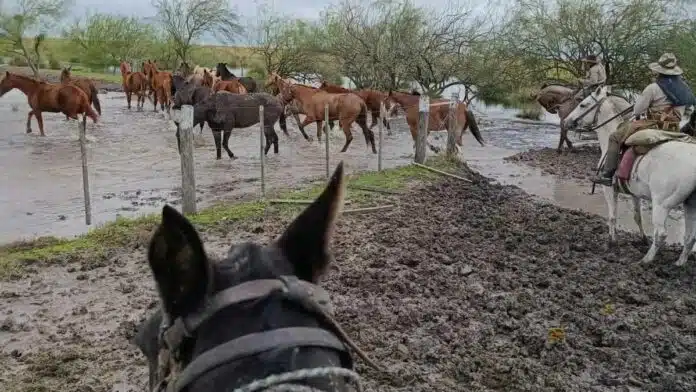 Productores trasladando hacienda a caballo en campo inundado del norte de Santa Fe con barro y agua acumulada