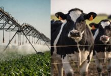 RIMI en marcha: desde US$ 150.000 y amortización en 1 año para inversiones en riego y genética Sistema de riego agrícola en funcionamiento sobre cultivo en campo argentino, inversión en tecnología para mejorar productividad y eficiencia hídrica.