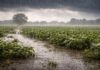 El clima cambia y golpea con hasta 200 mm: campos anegados y cosecha en riesgo en 6 provincias Lluvias intensas sobre un campo de la zona núcleo con cultivos anegados, cielo oscuro y agua acumulada tras tormentas fuertes.