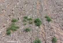 Barbecho inteligente: cómo usar mapeo digital de malezas para ganar la batalla antes de sembrar Lote agrícola con rastrojo y suelo seco en sistema de siembra directa en región productiva argentina