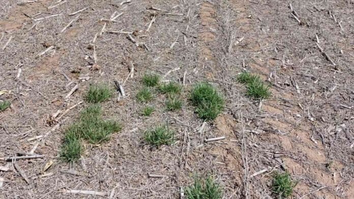 Lote agrícola con rastrojo y suelo seco en sistema de siembra directa en región productiva argentina