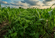 Mejora de hasta 51% en maíz: cómo las leguminosas cambian el manejo del nitrógeno Cultivo de maíz en desarrollo con cobertura vegetal de vicia en campo argentino, mostrando manejo sustentable del nitrógeno en la Pampa húmeda